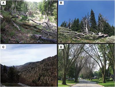 Invasive Tree Pests Devastate Ecosystems—A Proposed New Response Framework